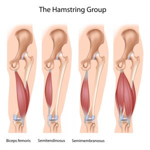 Hamstring muscles illustration
