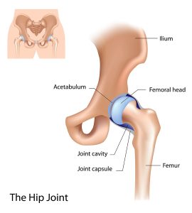 Hip anatomy illustration
